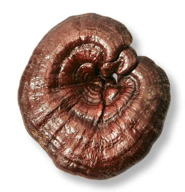 lingzhi mushroom pic icon